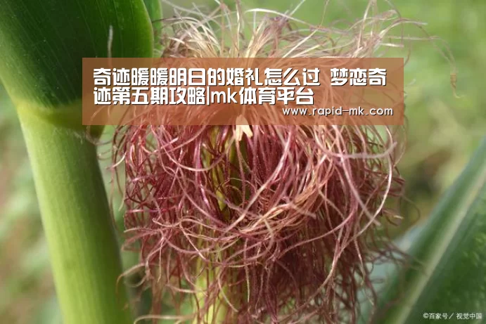 奇迹暖暖明日的婚礼怎么过 梦恋奇迹第五期攻略|mk体育平台(图1) mk体育官网